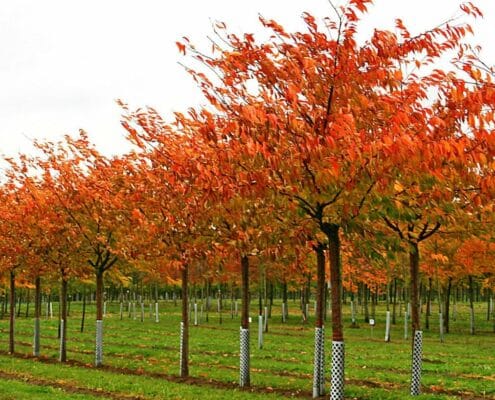 Prunus serrulata Shirofugen Autumn