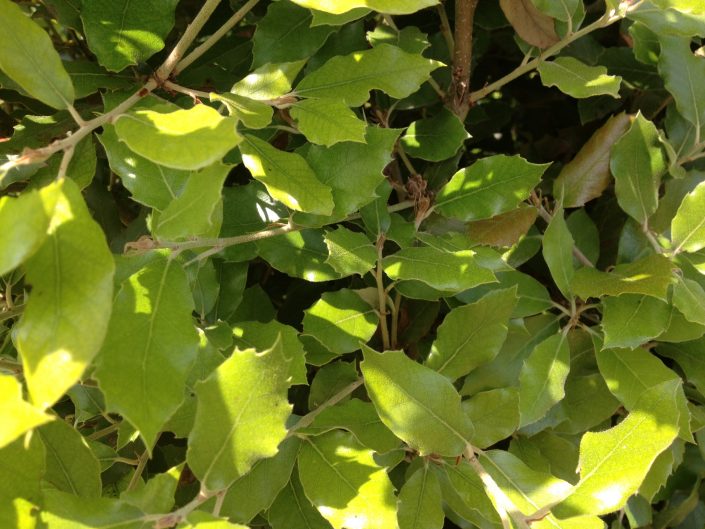 Quercus ilex evergreen instant hedge
