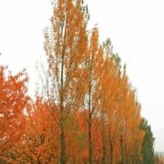 Lombardy Poplar