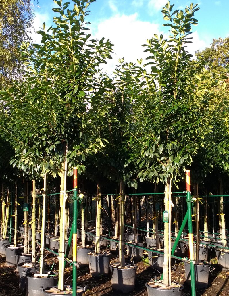 Unique Trees For Garden Screening with Best Design