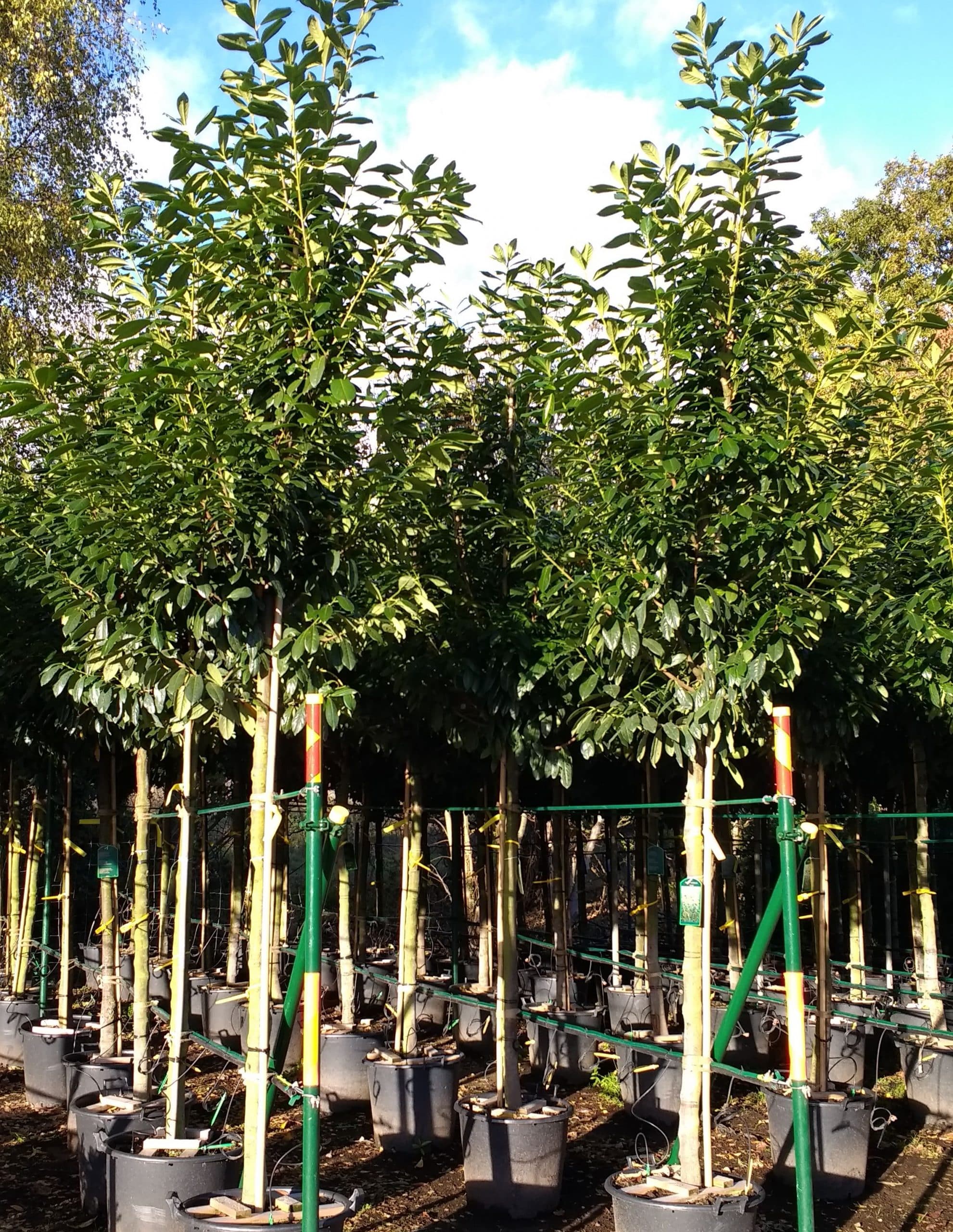 Above Fence Screening Trees Australia Kandis Varney