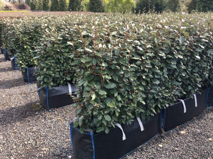 Elaeagnus Instant Hedge