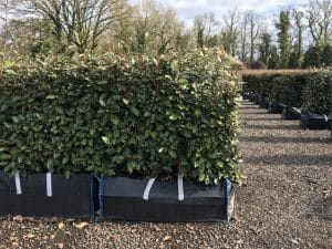 Elaeagnus Instant Hedge