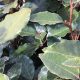Elaeagnus Instant Hedge leaf detail