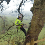 Tree Surgeons