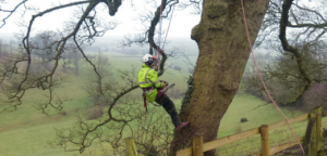 Skilled tree surgeon