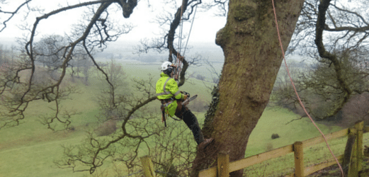 Tree Surgeons