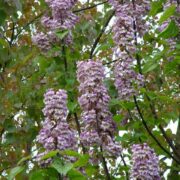 Foxglove tree heat tolerant