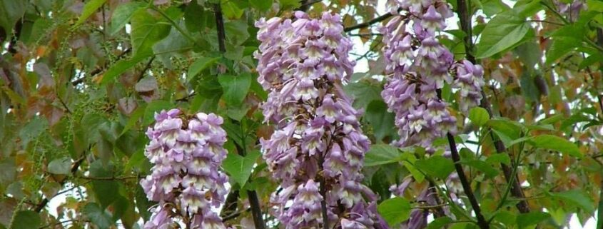 Foxglove tree heat tolerant