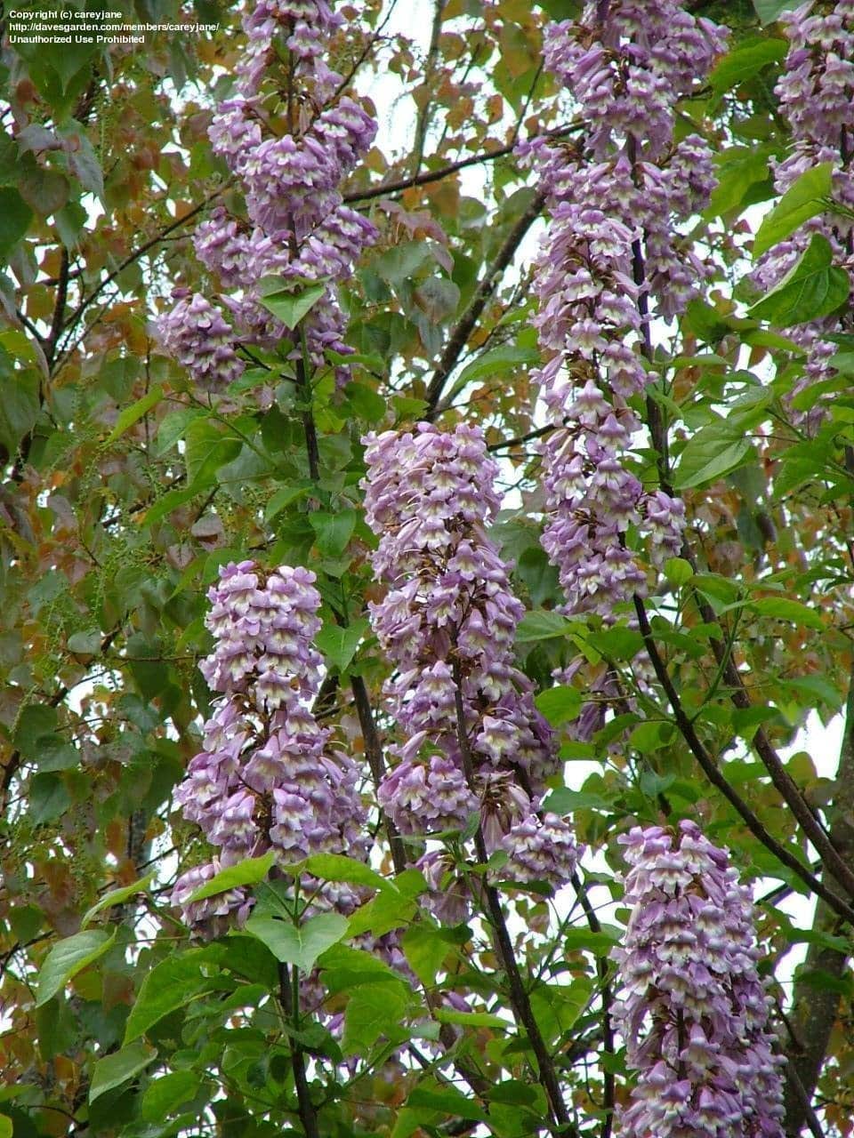 Foxglove tree heat tolerant