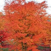 Japanese Maple