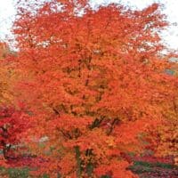 Japanese Maple