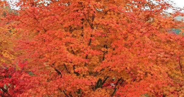 Japanese Maple