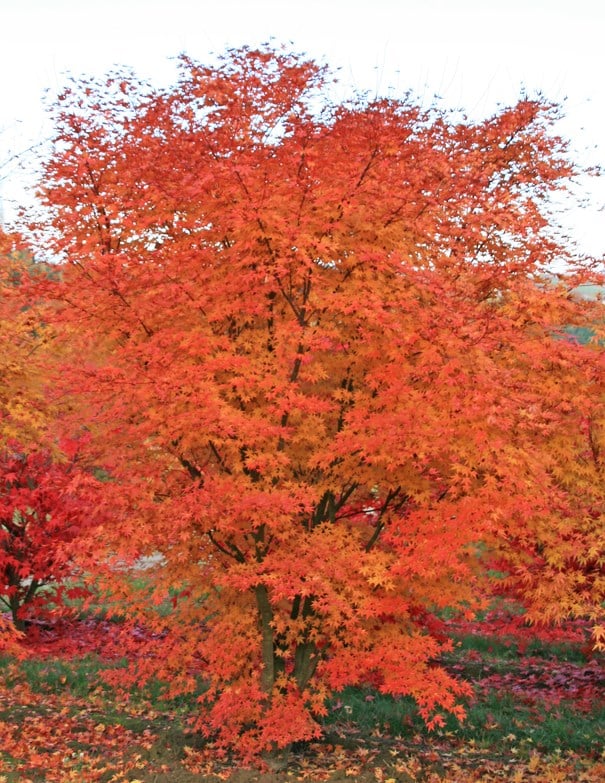 Japanese Maple