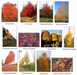 Best Autumn Trees