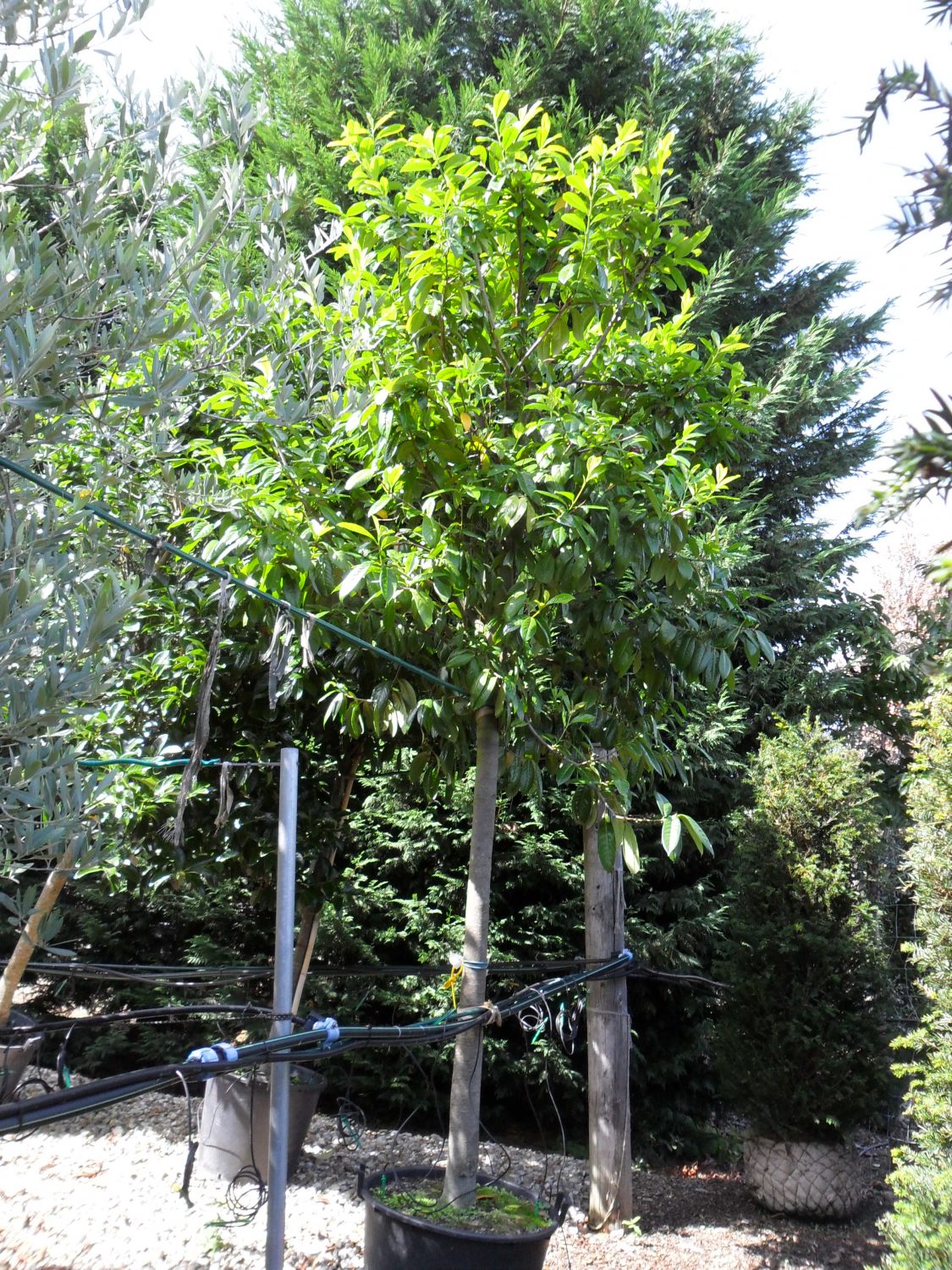 Prunus laurocerasus Novita  Cherry Laurel Novita from Practicality Brown
