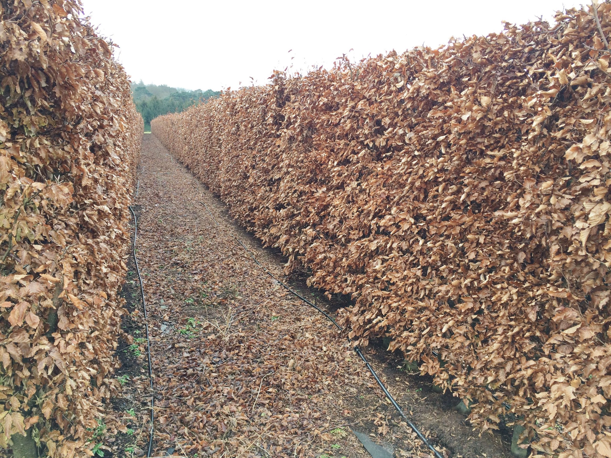 Instant Beech Hedge mature and ready-grown