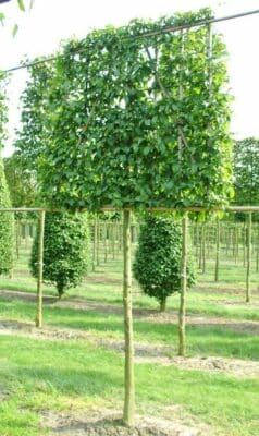 Hornbeam pleached