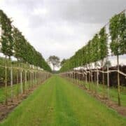 Hornbeam pleached trees