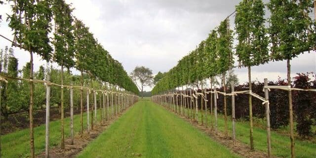 Hornbeam pleached trees