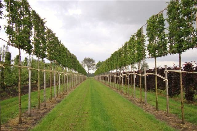 Hornbeam pleached trees