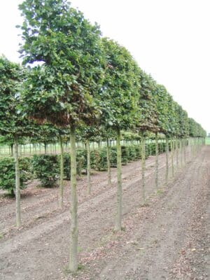 Beech pleached