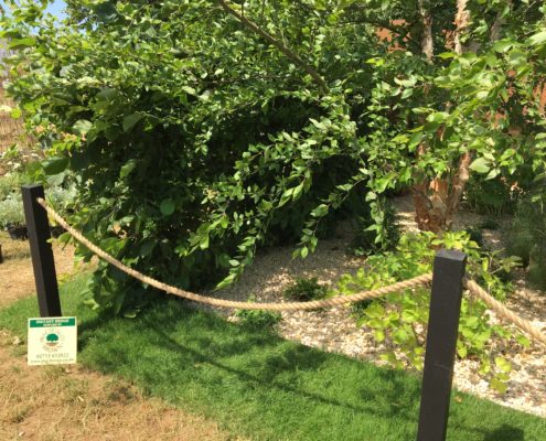 RHS Hampton Court Practical Instant Hedge