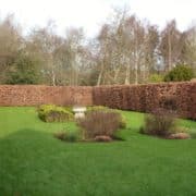 Winter view of Instant Beech Hedge mature and ready-grown