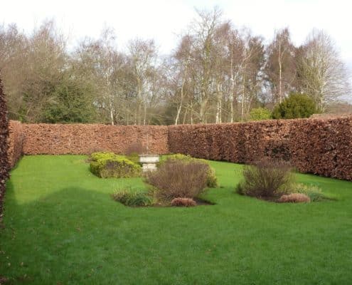 Winter view of Instant Beech Hedge mature and ready-grown