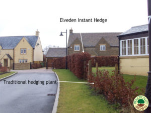 Mature instant hedge compared to individual plants