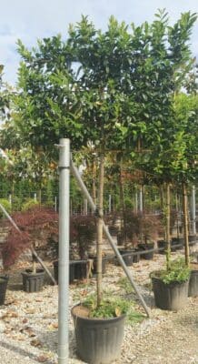 Cherry laurel pleached