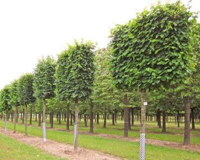 Lime pleached