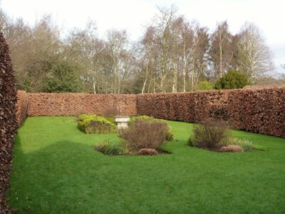 Fagus sylvatica instant hedging