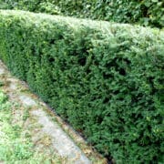 Taxus baccata hedging at nursery