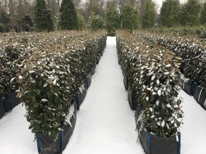 Elaeagnus instant hedge