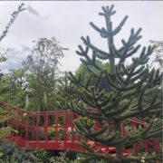 Monkey puzzle tree