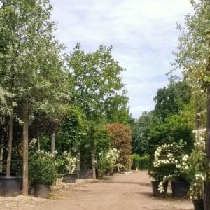 Iver Tree Hedge Nursery