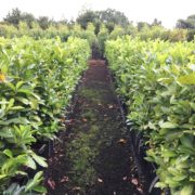 Prunus laurocerasus ‘Rotundifolia’ hedging