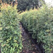 Crataegus monogyna hedging