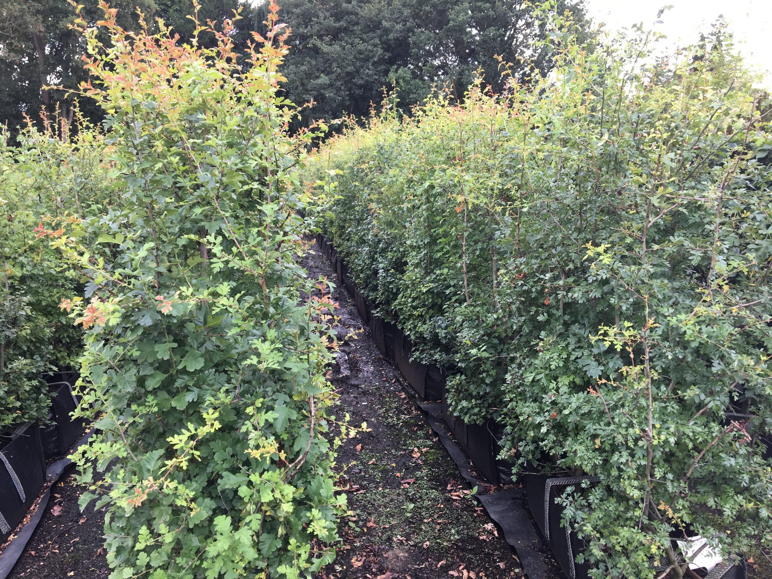 Crataegus monogyna hedging