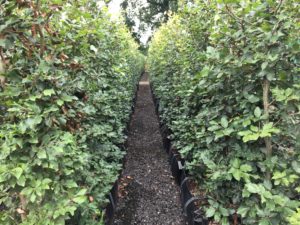 1.8m high Beech Instant Hedge