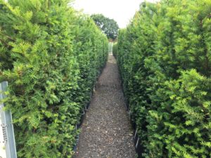 1.8m high Yew Instant Hedge