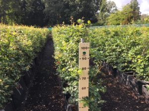 1.2m high Beech Instant Hedge