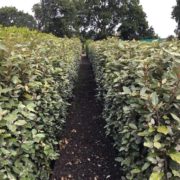 Oleaster hedging