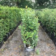 Ilex aquifolium hedging