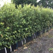 Quercus ilex hedging