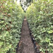 Fagus sylvatica hedging