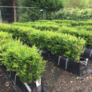 Buxus sempervirens hedging