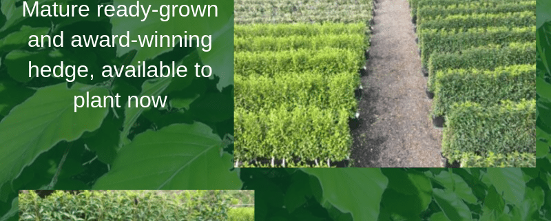 Ready grown instant hedge shown growing at our nursery in Iver