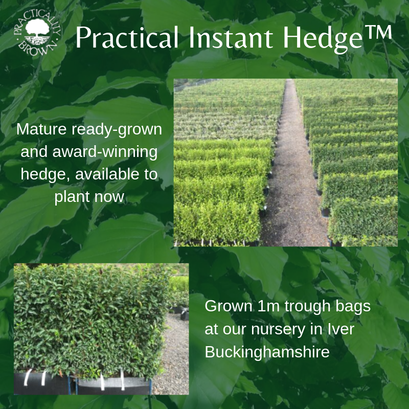 Ready grown instant hedge shown growing at our nursery in Iver
